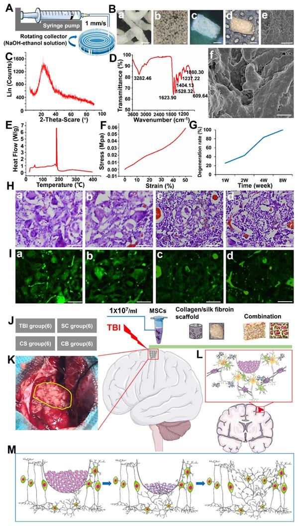 Theranostics Image