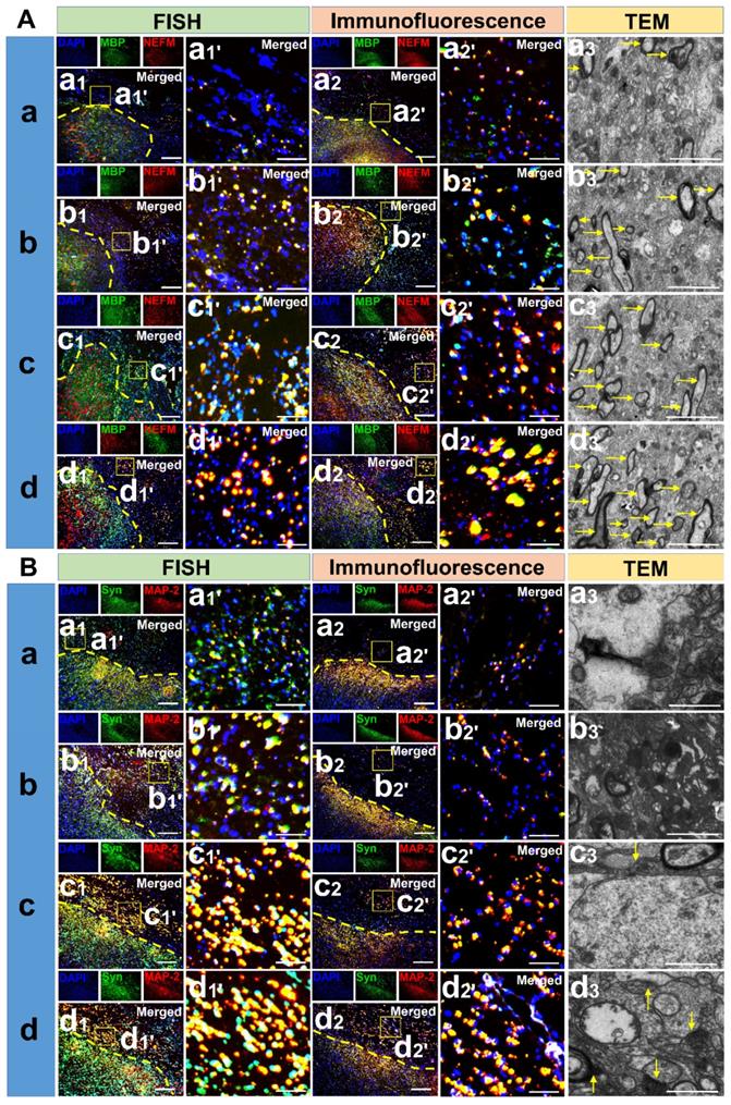 Theranostics Image