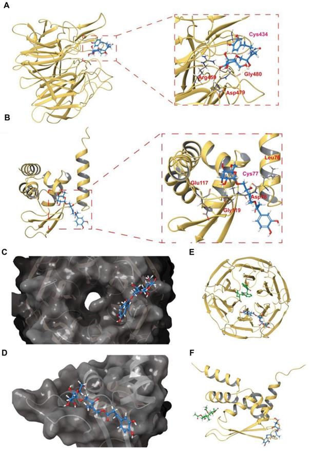 Theranostics Image