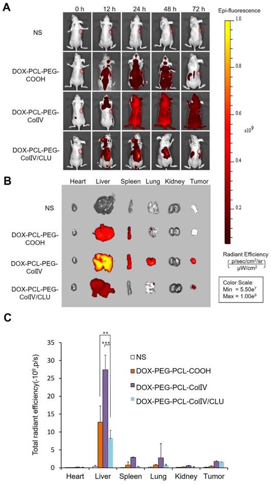 Theranostics Image