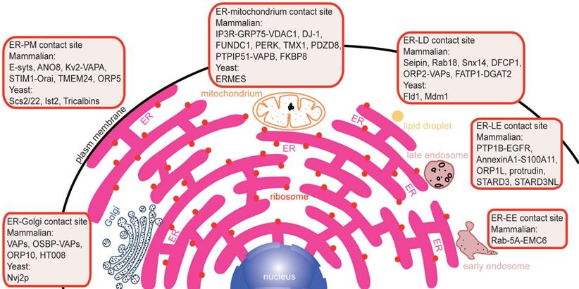 Theranostics Image