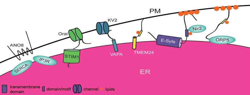 Theranostics Image