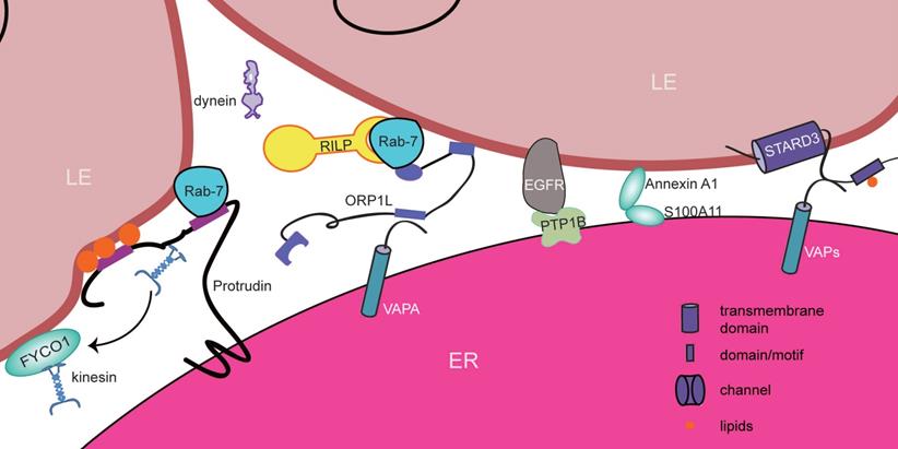 Theranostics Image