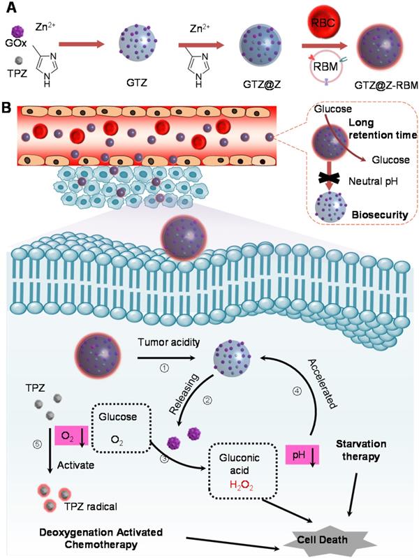 Theranostics Image