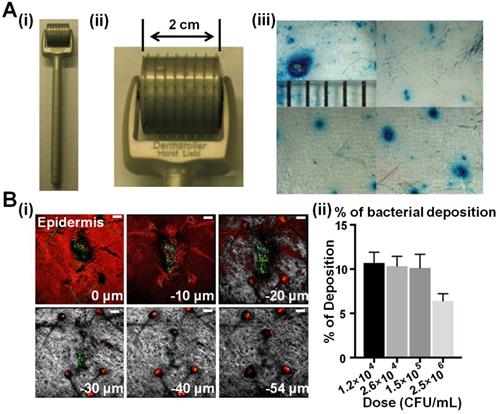 Theranostics Image