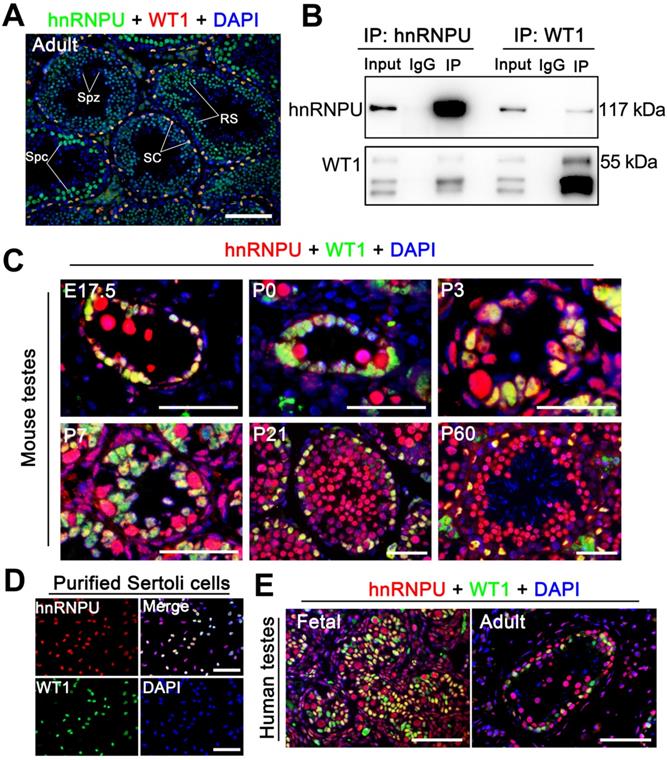 Theranostics Image