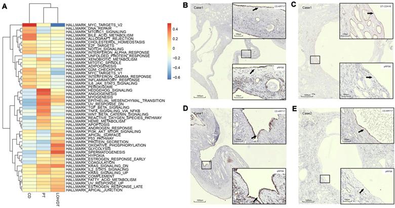 Theranostics Image