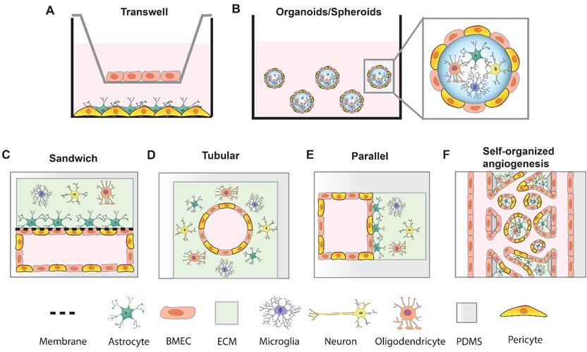 Theranostics Image