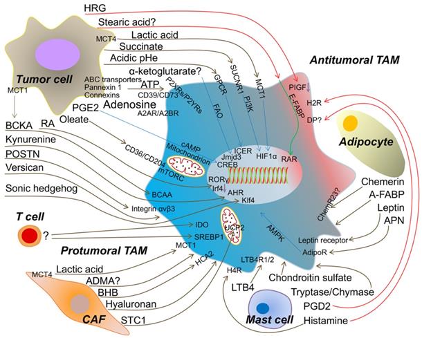 Theranostics Image