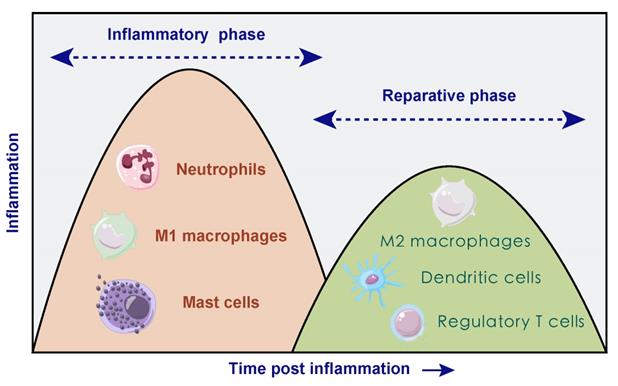 Theranostics Image