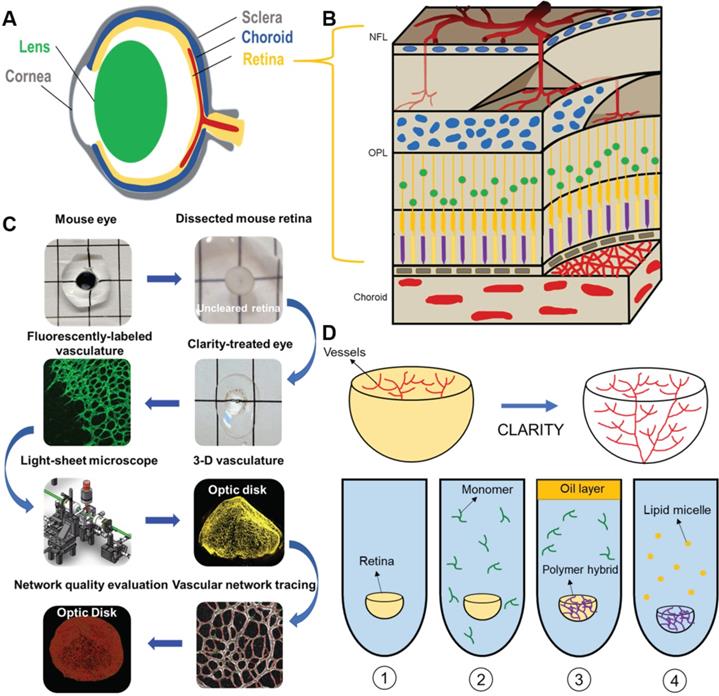 Theranostics Image