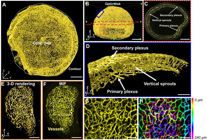 Theranostics Image