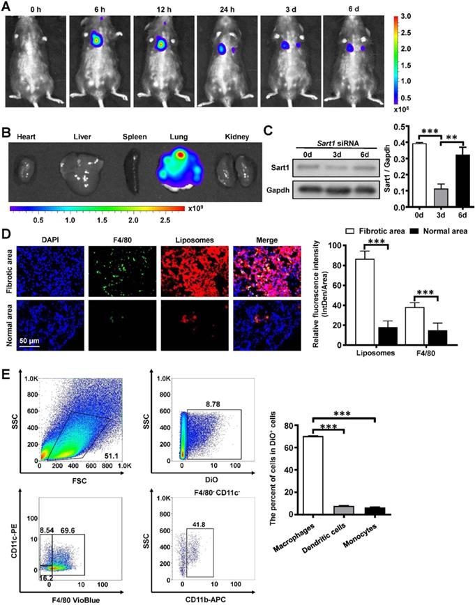 Theranostics Image