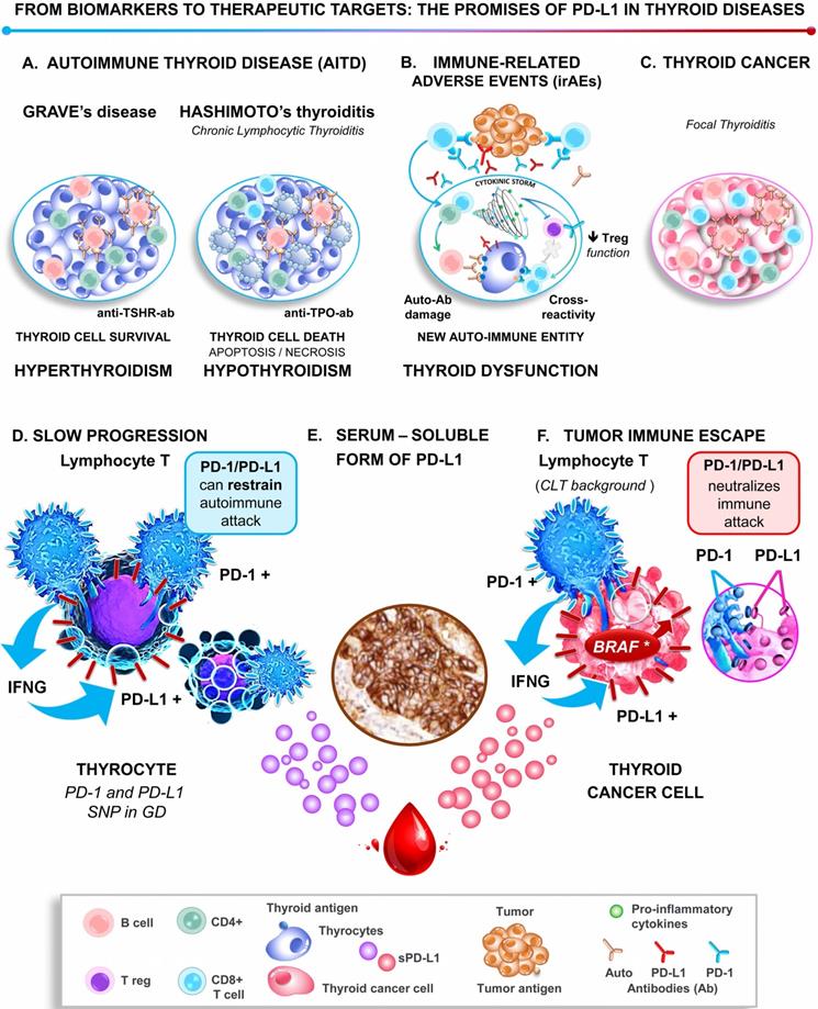 Theranostics Image