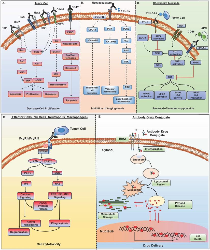 Theranostics Image