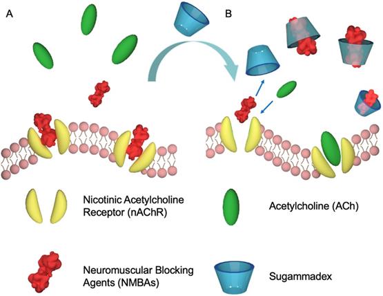 Theranostics Image