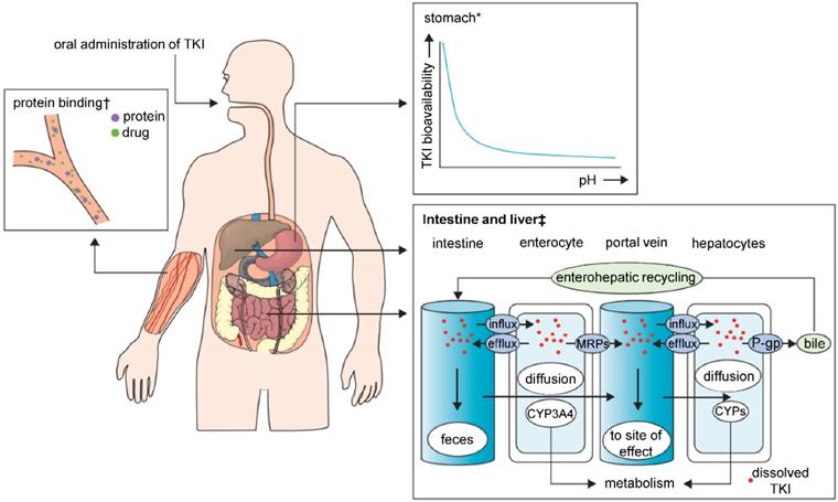 Theranostics Image