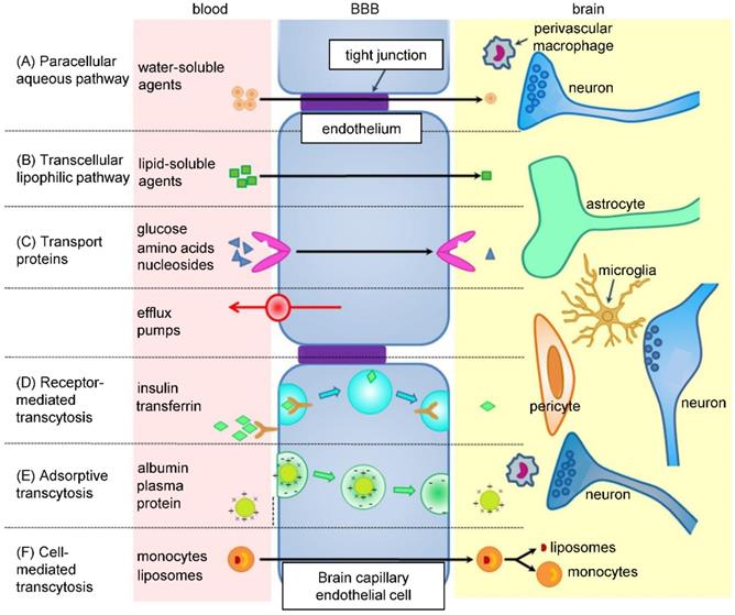 Theranostics Image