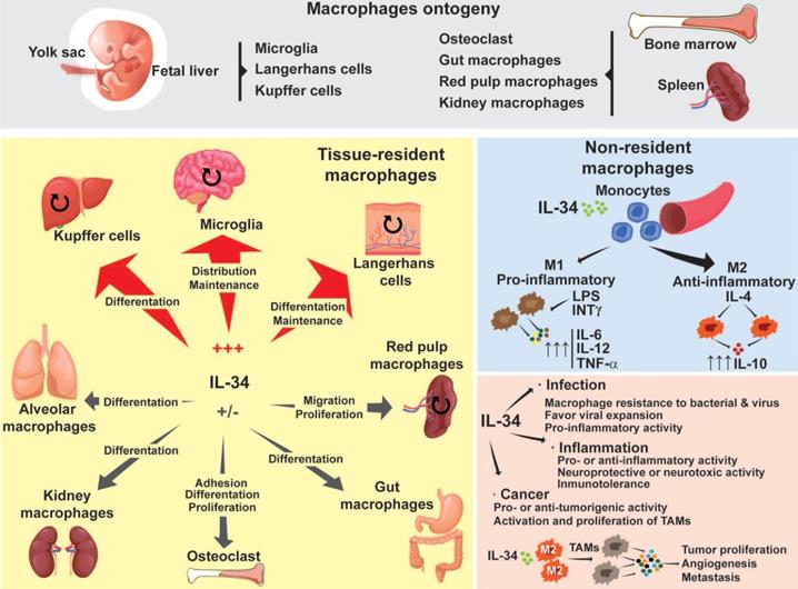 Theranostics Image