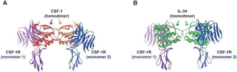 Theranostics Image