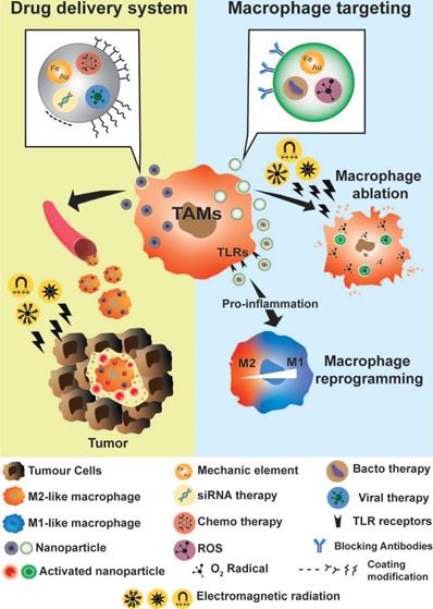 Theranostics Image