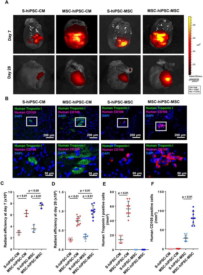 Theranostics Image