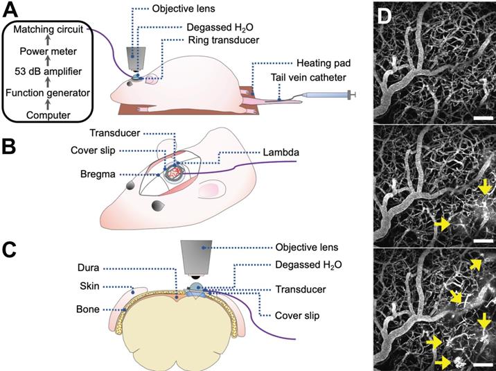 Theranostics Image