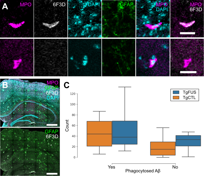 Theranostics Image