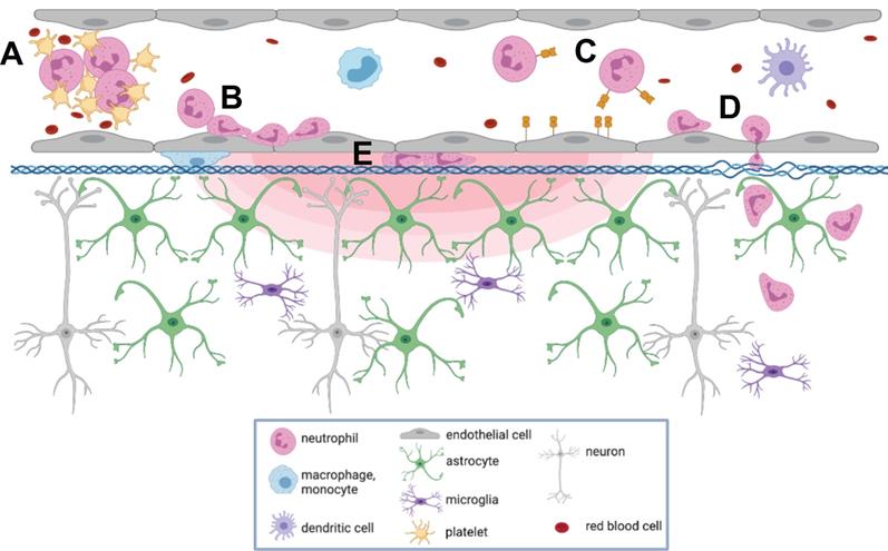 Theranostics Image