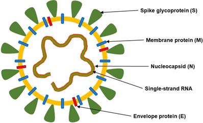 Theranostics Image