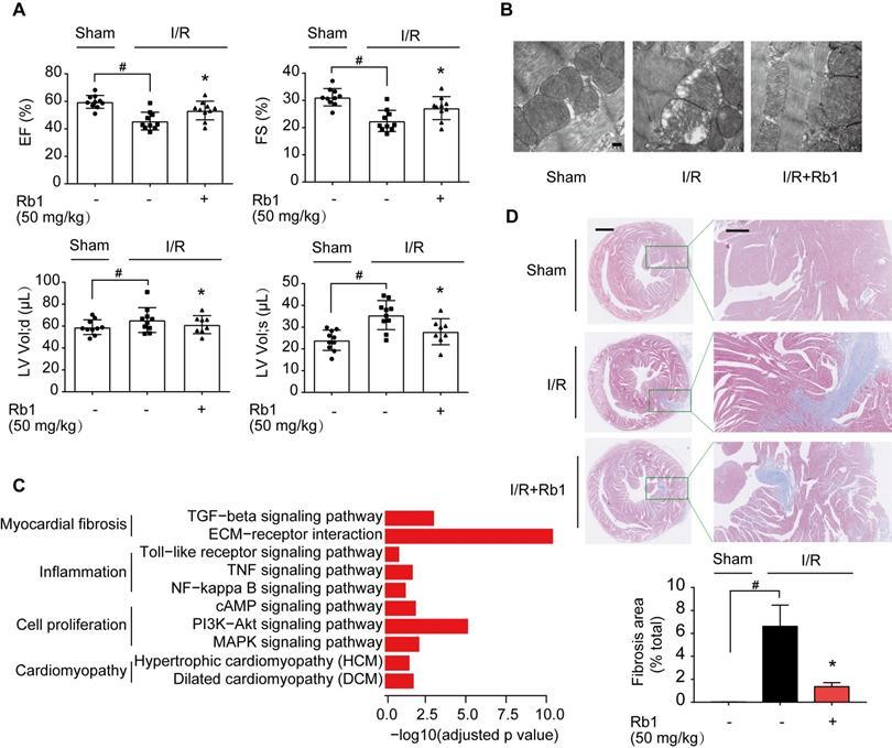 Theranostics Image