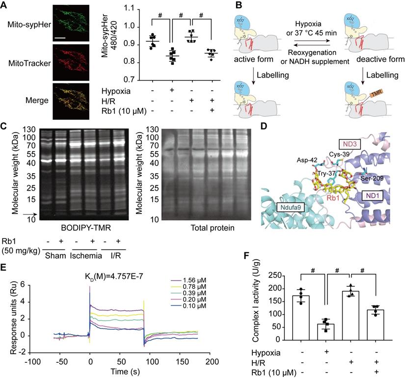 Theranostics Image