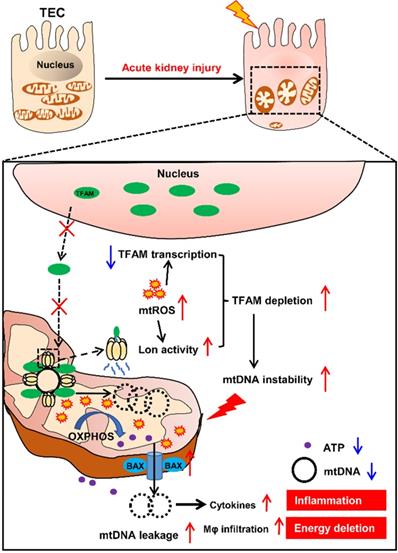 Theranostics Image