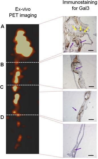 Theranostics Image