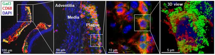 Theranostics Image