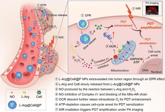 Theranostics Image