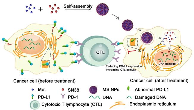 Theranostics Image