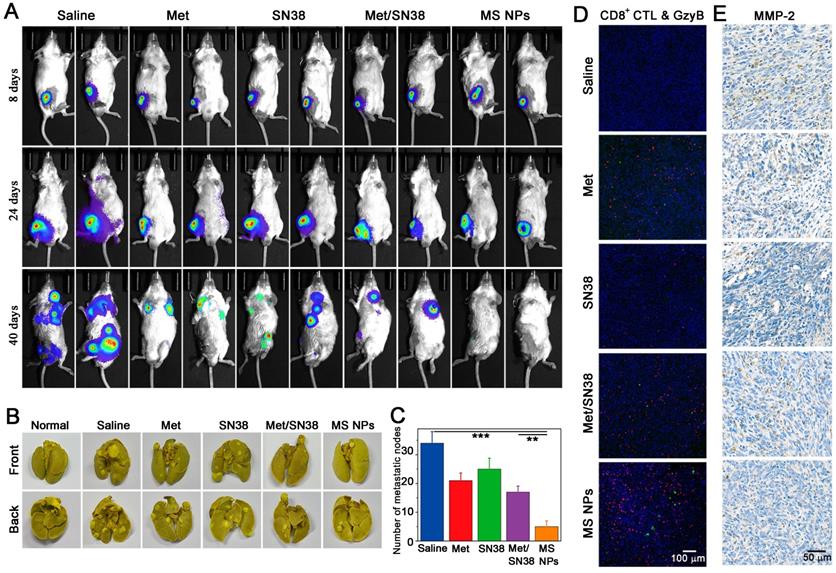 Theranostics Image