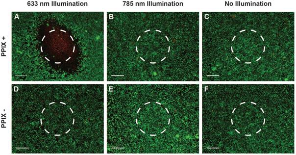 Theranostics Image