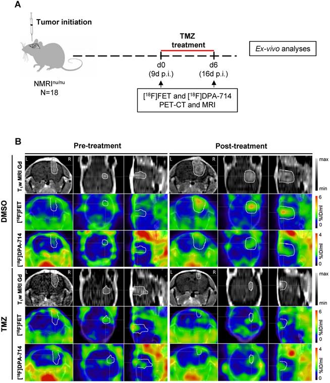 Theranostics Image