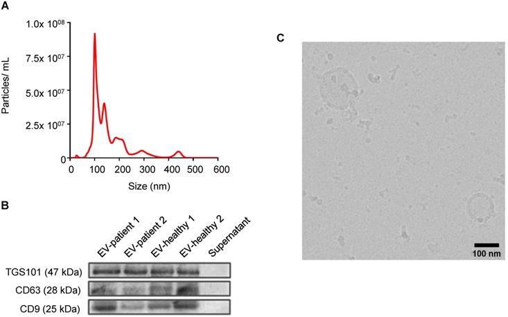 Theranostics Image