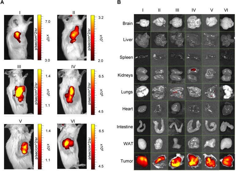 Theranostics Image