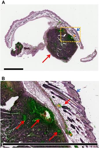 Theranostics Image