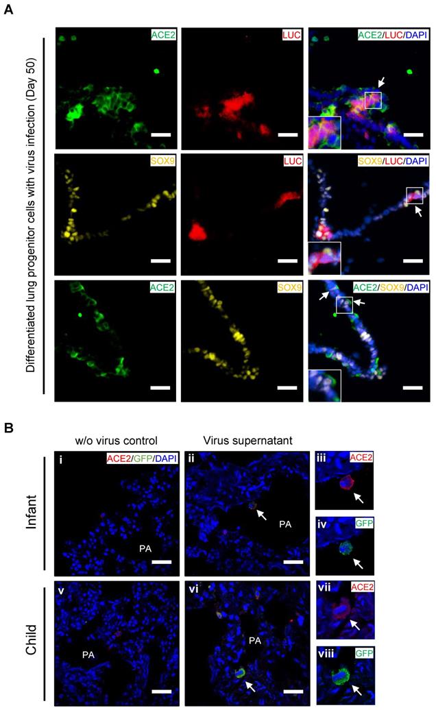 Theranostics Image