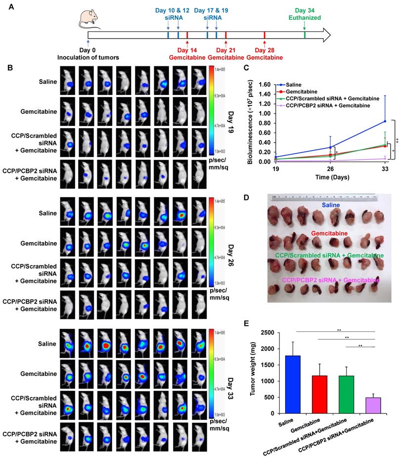 Theranostics Image