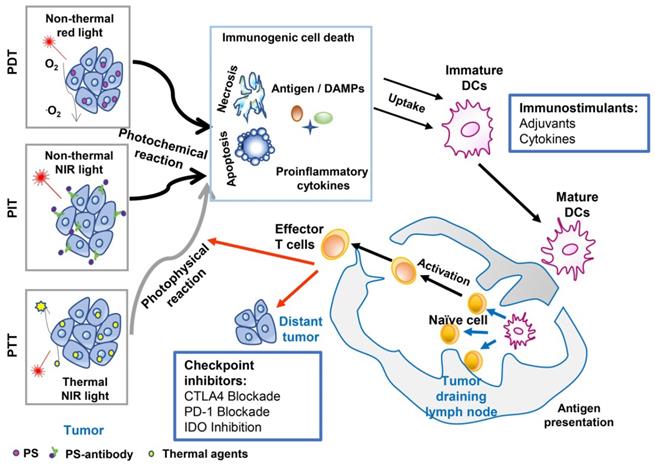 Theranostics Image