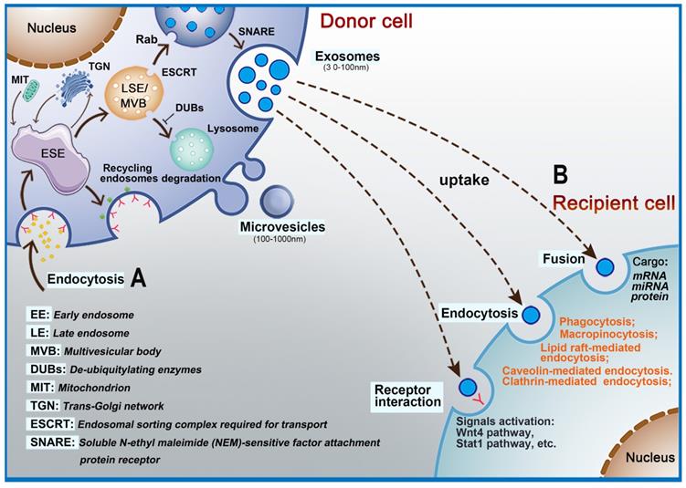 Theranostics Image