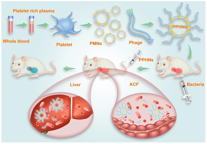 Theranostics Image