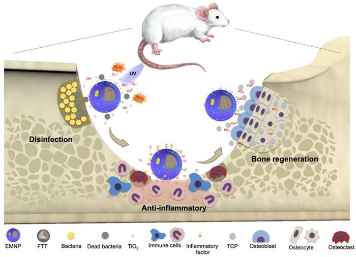 Theranostics Image