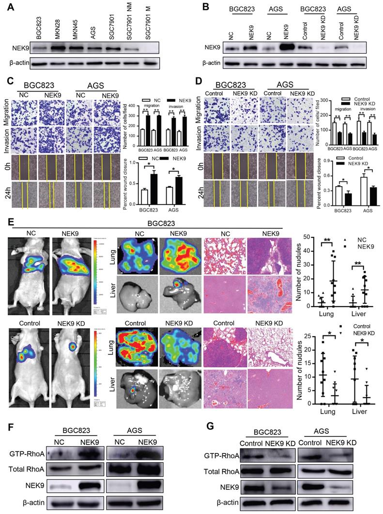 Theranostics Image